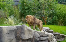 Cologne Zoo tickets with aquarium