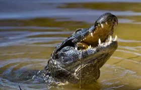 Jungle Crocodile Safari & Jaco Beach from San Jose