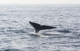 Mirissa Whale Watching Tour