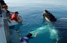 Mirissa Whale Watchin Tour From Hambantota