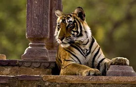 One Way Tour From Agra To Jaipur With Ranthambore Tiger Safari