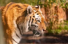 ZooParc Overloon entrance ticket