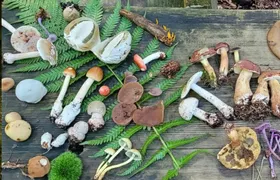 Mushroom foraging guided hike in Wuppertal
