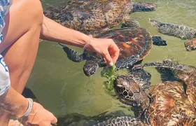 Mnemba Island, Nungwi Village & Sea Turtle Experience