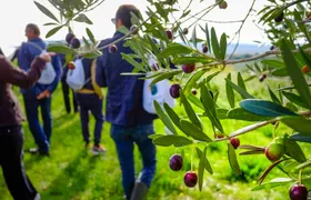 Sicilian olive oil tour in Pantalica with tasting