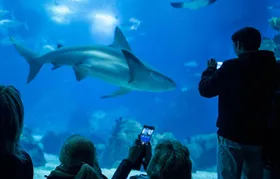 Lisbon Oceanarium entrance tickets