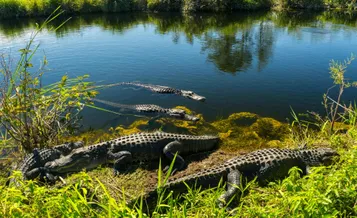 Everglades National Park nature walk & air boat ride